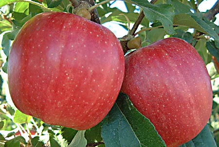 Organic Gala Apple Trio, 3 count, First Fruits of Washington