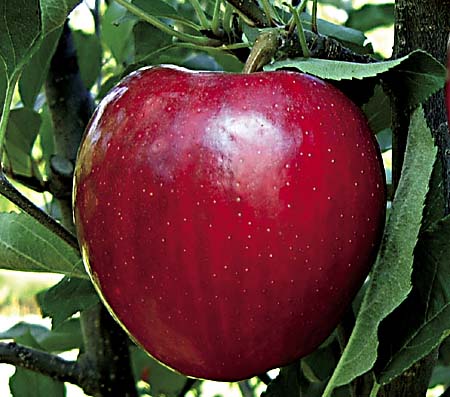 Organic Gala Apple Trio, 3 count, First Fruits of Washington